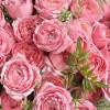 Close-up of abundant dusty-pink garden roses with apricot centres, fine foliage, and taupe wrapping
