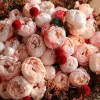 Close-up of blush peonies, red globe flowers, coral waxflower, dark foliage,