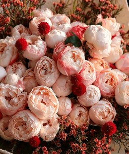 Close-up of blush peonies, red globe flowers, coral waxflower, dark foliage,