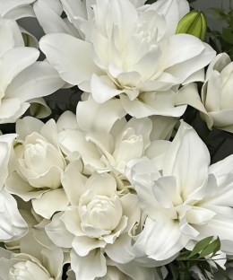 Close-up of double white Oriental lily petals, white buds, and dark green foliage