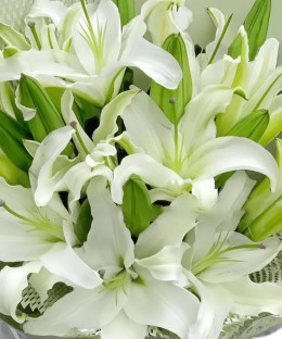 Close-up detail of an abundant full bouquet of white Siberia Oriental lilies with many green buds in pale sage wrapping