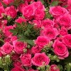 Close-up detail of pink roses, greenery, and filler flowers in a basket arrangement