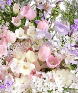Close-up detail of pink tulips, lilac clematis and campanula, freesia, purple stock, blue-lace flowers, and flowering spiraea branches