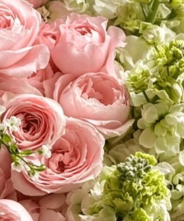 Close-up of peach-pink garden roses, ivory-green stock, flowering spiraea, fresh foliage, and white wrapping