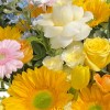 Close-up of sunflowers, cream roses, pink gerbera, yellow tulips, white line flowers, blue accents and oncidium in a white bucket