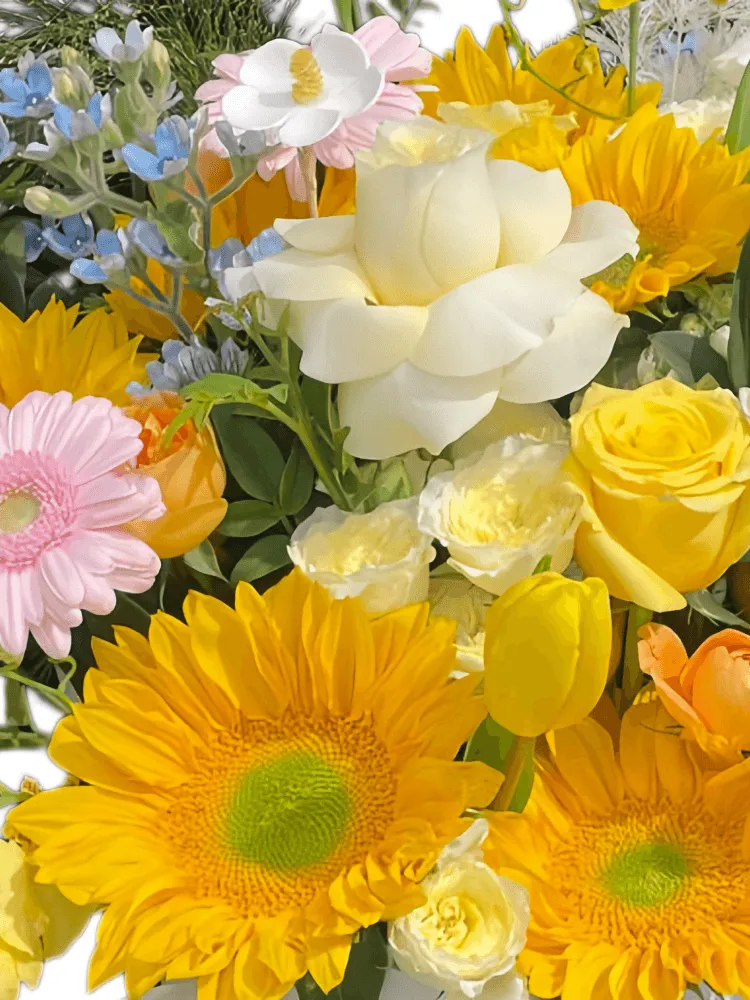 Close-up of sunflowers, cream roses, pink gerbera, yellow tulips, white line flowers, blue accents and oncidium in a white bucket
