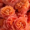 Close-up of layered tangerine rose petals and tonal colour variation