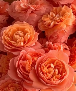 Close-up of layered tangerine rose petals and tonal colour variation
