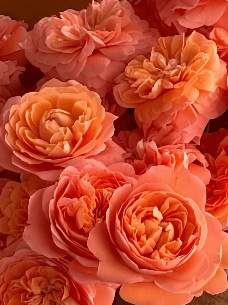 Close-up of layered tangerine rose petals and tonal colour variation