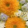 Close-up detail of two Teddy Bear sunflowers with white lisianthus, campanula, chamomile, purple scabiosa, and eucalyptus