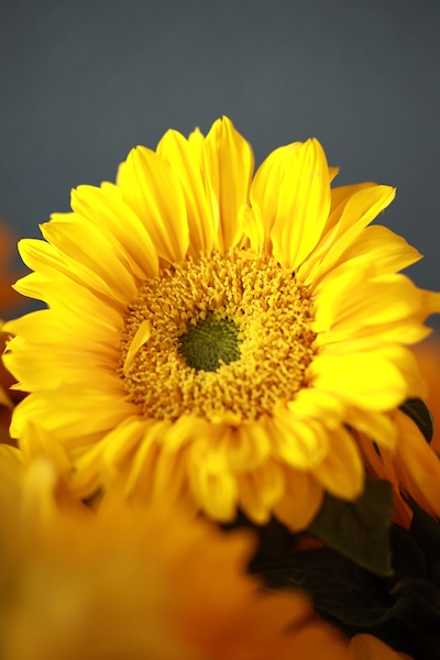 Sunny & Vibrant
