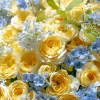 Close-up detail of yellow garden roses with blue tweedia, pale-blue delphinium, white Queen Anne's lace, and fresh greenery
