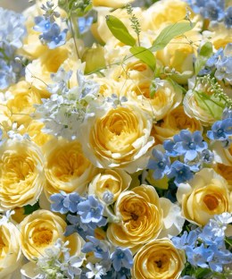 Close-up detail of yellow garden roses with blue tweedia, pale-blue delphinium, white Queen Anne's lace, and fresh greenery